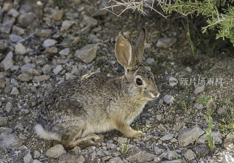 沙漠棉尾鲨(Sylvilagus audubonii)，也被称为Audubon的棉尾鲨，发现于加利福尼亚州约书亚树国家公园